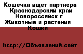 Кошечка ищет партнера - Краснодарский край, Новороссийск г. Животные и растения » Кошки   